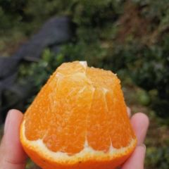 四川,资阳雁江区精品蜜桔上市中,今年价格便宜现在价格0.6一斤罗老五