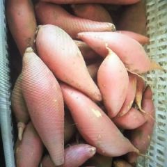 雄县紫雨红薯专业合作社