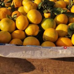 武当蜜橘，欢迎你们