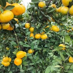 武当蜜橘，口感很好，