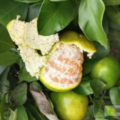 湖南崀山普早蜜橘