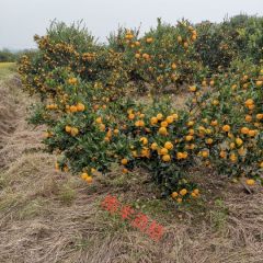 2020年广西桂林桂北水果市场南丰蜜桔刚开始上市