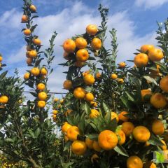 广西桂林南丰蜜桔，棉桔代办代收
