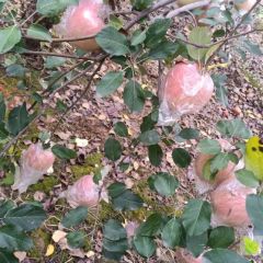 晚熟红富市大量上市。