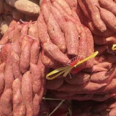 山东省德州市夏津县济薯26地瓜，西瓜红地瓜。