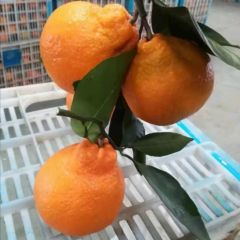 湖北不知火丑桔 粑粑柑 产地直供 货真价实大量供