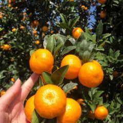 广西桂林棉桔广桔，产地代办代收