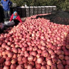 海阳辛安镇红富士苹果 基本都是80以上