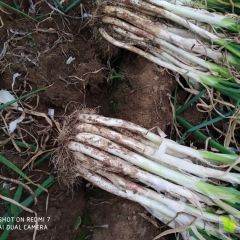 出售滕州优质长白大葱和铁杆钢葱