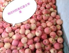 邢台市信都区路罗镇杨庄村的条红、全红富士苹果下树