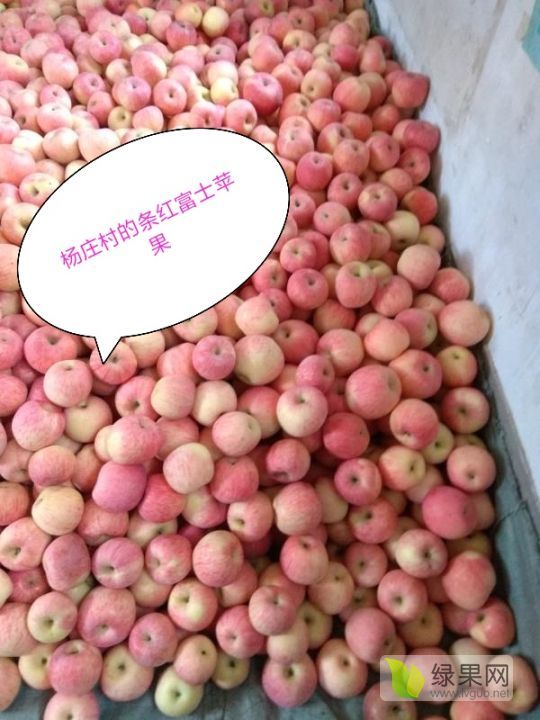 2020年河北邢台红富士价格