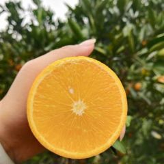 湖南麻阳冰糖橙一件代发整车走货批发专业代办