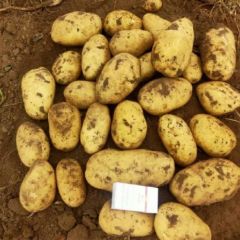 围场，内蒙古 马铃薯代办代发