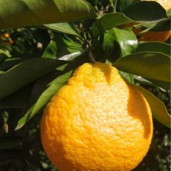 丑橘批发湖北丹江口习家店橘子产地出售味甜口感好