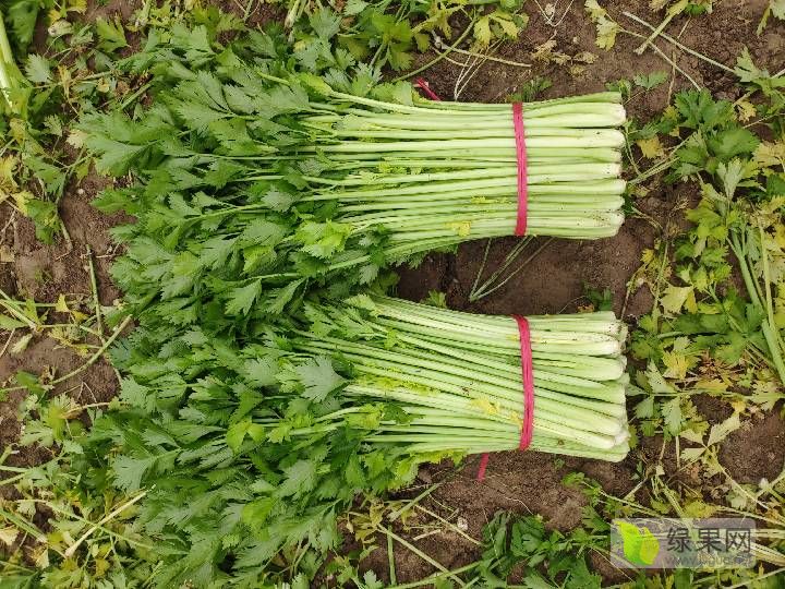 供应芹菜西芹大棚种植60cm左右大中小棵都有砀山产地直供