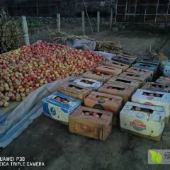 新鲜便宜的自家水果