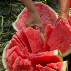 山东西瓜产地联系方式/山东潍坊西瓜代办代收产地