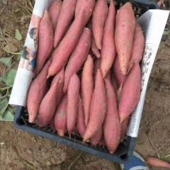 精品西瓜红大量上市中。