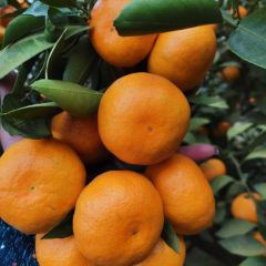蜜桔 国庆 柑桔 普早 早熟 农户一手货源