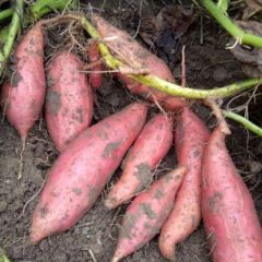 量大从优 大量库存