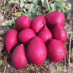 大量供应紫薯电商，市场，工厂货