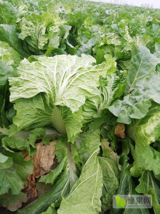 供应黄心大头白菜大量上市