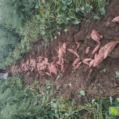 淄博市张店区正宗烟薯25