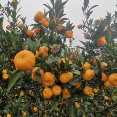 秀山南丰蜜桔现在开始上市