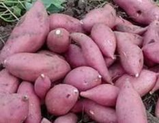 周口市太康县的红薯质量一流，价格便宜。欢迎惠顾。