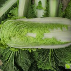 山东滕州大白菜大量上市