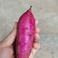 越南紫薯上市中,颜色够紫，条形够直