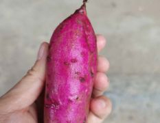 越南紫薯上市中,颜色够紫，条形够直