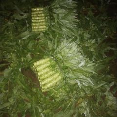 河北香河大棚精品莴笋产地直销