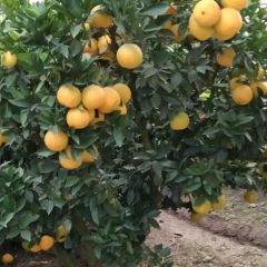 湖北省公安县脐橙供应
