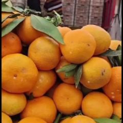 丹江口市柑橘叶桔蜜桔大量供应