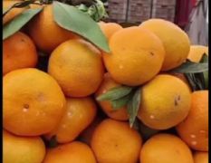 丹江口市柑橘叶桔蜜桔大量供应