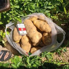 河北围场荷兰十五土豆