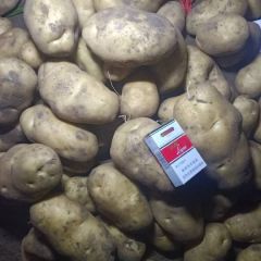 围场克勒沟226冀张薯12土豆