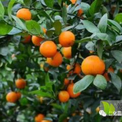 “丹霞贡柑 果珍不凡”