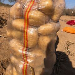 供应甘肃地区陇十 陇七 青九土豆