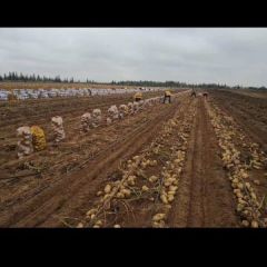 鄂托克前旗226土豆大量供应中