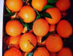 宜昌柑橘。清甜爽口，且质优价廉！
