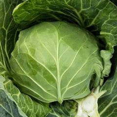 唐山玉田秋甘蓝、2020大量上市