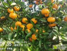 广西桂林全州柑橘产地资源丰富欢迎老板发财