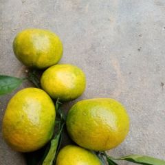 沅江市黄麻甜桔批选老店