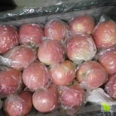 砀山万亩红富士，红星等各种苹果直销产地