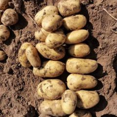 冀蒙薯菜专业代办代发货