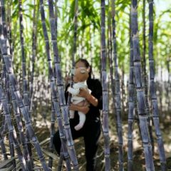 商丘市睢阳区自种2万根优质甘蔗