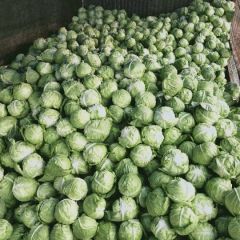 商丘大棚优质圆球甘蓝全部上市