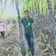 商丘市睢阳区自种有机肥黑皮甘蔗全部上市